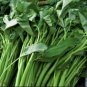 Thai Water Spinach Kangkong Vegetable 60 Seeds