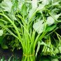 Thai Water Spinach Kangkong Vegetable 60 Seeds