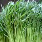 Thai Water Spinach Kangkong Vegetable 60 Seeds