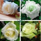 Rare Hybrid White Rose with Green Heart Flower Plant 100 Seeds