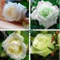 Rare Hybrid White Rose with Green Heart Flower Plant 100 Seeds