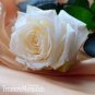 Rare Hybrid White Rose with Green Heart Flower Plant 100 Seeds