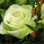 Rare Hybrid White Rose with Green Heart Flower Plant 100 Seeds