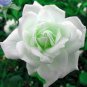 Rare Hybrid White Rose with Green Heart Flower Plant 100 Seeds