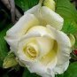 Rare Hybrid White Rose with Green Heart Flower Plant 100 Seeds