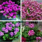 Pelargonium Peltatum Double Purple Petals Bonsai Flowers 20 Seeds