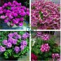 Pelargonium Peltatum Double Purple Petals Bonsai Flowers 20 Seeds