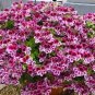 Pelargonium Peltatum Double Purple Petals Bonsai Flowers 20 Seeds