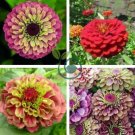 Exotic and unusual bicolor zinnia Imported Queen Red Lime Zinnia 100 Seeds