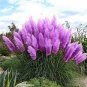 Purple Pampas Grass 1000 Seeds