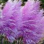 Purple Pampas Grass 1000 Seeds