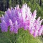 Purple Pampas Grass 1000 Seeds