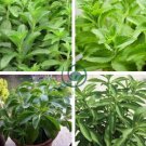 Stevia Herbs Seeds Green Herb 800 Seeds