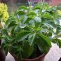 Stevia Herbs Seeds Green Herb 800 Seeds