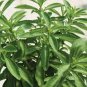 Stevia Herbs Seeds Green Herb 800 Seeds