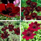 Rare Chocolate Cosmos Flower 40 Seeds