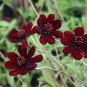 Rare Chocolate Cosmos Flower 40 Seeds