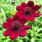Rare Chocolate Cosmos Flower 40 Seeds