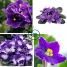 african violet garden flowers 400 Seeds
