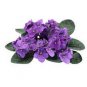 african violet garden flowers 400 Seeds