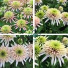 Echinacea 'Cherry Fluff' Perennial Coneflower 400 Seeds