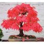 Japanese Red Maple Tree 40 Seeds