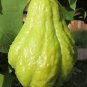 Chocho Magic Pumpkin 60 Seeds