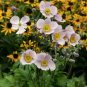 Japanese Anemone Flower 100 Seeds