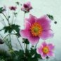 Japanese Anemone Flower 100 Seeds