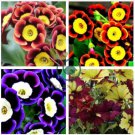 Tri-color Rare Petunia Annual Flower 200 Seeds