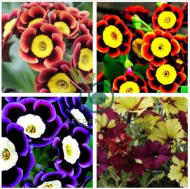 Tri-color Rare Petunia Annual Flower 200 Seeds