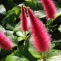 Acalypha Hispida Bonsai Chenille Plant Red-Hot Cattail Beautiful  200 Seeds
