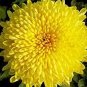 Chrysanthemum Morifolium Flower 200 Seeds