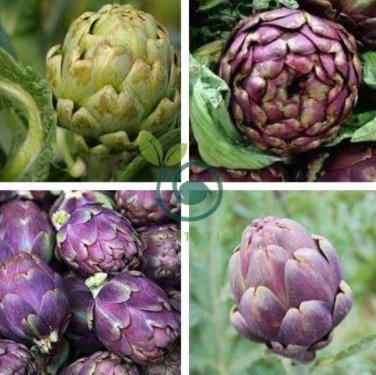 Heirloom Purple Headed Artichoke Organic Vegetables, 8 seeds
