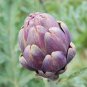 Heirloom Purple Headed Artichoke Organic Vegetables, 8 seeds