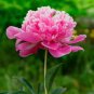 Purely Pink Salmon Peony Tree big 10 Seeds