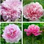 Purely Pink Salmon Peony Tree big 10 Seeds