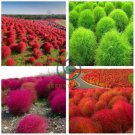 Kochia scoparia Grass 200 Seeds