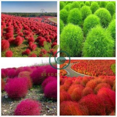 Kochia scoparia Grass 200 Seeds