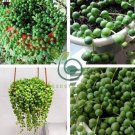 Senecio Rowleyanus Bonsai Pearl Chlorophytum Succulent Plants 200 Seeds