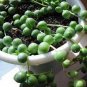 Senecio Rowleyanus Bonsai Pearl Chlorophytum Succulent Plants 200 Seeds