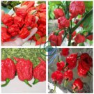 Rare Carolina Reaper Chili Pepper 20 Seeds