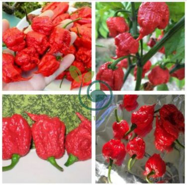Rare Carolina Reaper Chili Pepper 20 Seeds