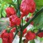 Rare Carolina Reaper Chili Pepper 20 Seeds