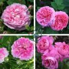 Heirloom Pink Rose Bush Flower 100 Seeds