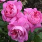 Heirloom Pink Rose Bush Flower 100 Seeds