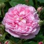 Heirloom Pink Rose Bush Flower 100 Seeds