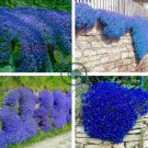 Creeping Thyme Bonsai or Blue Rock CRESS Garden 200 Seeds