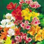 Alstroemeria seeds Peruvian Lily Alstroemeria Inca Bandit Princess lily bonsai 200 Seeds