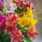 Alstroemeria seeds Peruvian Lily Alstroemeria Inca Bandit Princess lily bonsai 200 Seeds